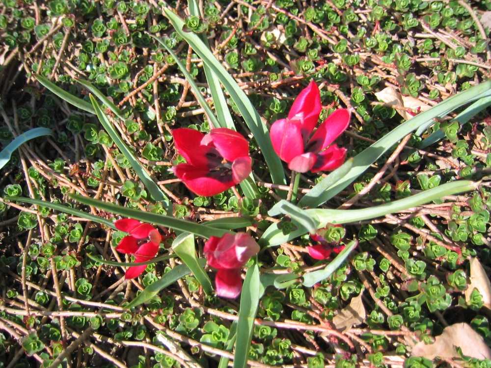 Tulipa kurdica (Kurdistan-Tulpe)